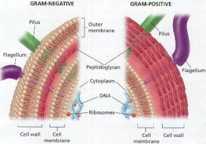 Строение стенки грамотрицательных (слева) и грамположительных (справа) бактерий. Pilus — волосок, Outer membrane — наружная мембрана, Flagellum — жгутик, Peptidoglycan — пептидогликан,  Cytoplasm — цитоплазма, DNA — ДНК, Ribosomes — рибосомы, Cell membrane — клеточная мембрана, Cell wall — клеточная стенка. (кликните картинку для увеличения)