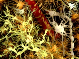 Клетки головного мозга (нейроны — жёлтые, астроциты — оранжевые). (кликните картинку для увеличения)