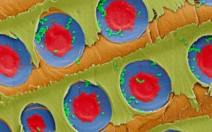 Электронная микрофотография, на которой видны бактерии <i>E. coli</i> (зелёные) отфильтрованные на плёнки пор ксилемы (синие и красные) в заболони. (кликните картинку для увеличения)