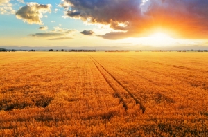 Пшеничное поле. (кликните картинку для увеличения)