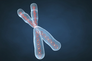 Хромосомы — органоиды клеточного ядра, совокупность которых определяет основные наследственные свойства клеток и организмов. (кликните картинку для увеличения)