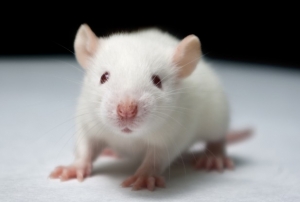 Лабораторная мышь. (кликните картинку для увеличения)