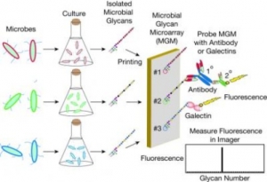 Схематическое изображение методики микробных гликановых чипов. (кликните картинку для увеличения)