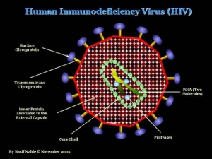 Модель строения ВИЧ человека. (кликните картинку для увеличения)
