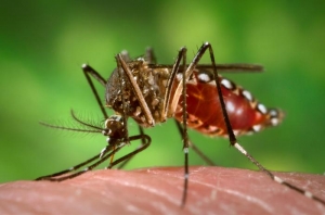 <i>Aedes aegypti</i>. (кликните картинку для увеличения)