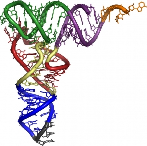3D-модель транспортной РНК. (кликните картинку для увеличения)