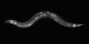 Свободные радикалы могут способствовать заживлению ран у <i>C. elegans</i>. (кликните картинку для увеличения)