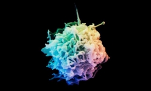 Микроснимок Т-лимфоцита. (кликните картинку для увеличения)