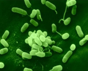 Скопление бактерий <i>Pseudomonas aeruginosa</i>. (кликните картинку для увеличения)