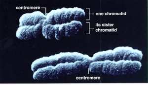 Морфология хромосом в общем. (кликните картинку для увеличения)