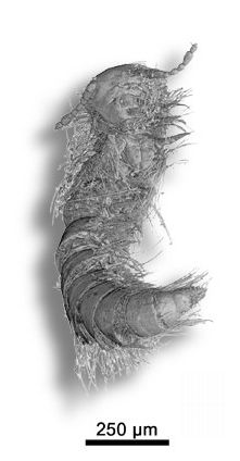 Myriapod Polyxenidae