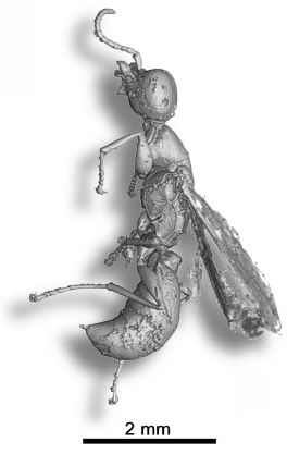 Hymenopteran Falciformicidae