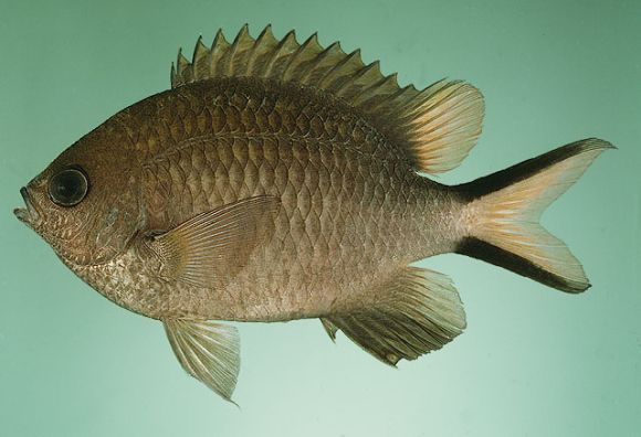 Chromis scotochiloptera Fowler, 1918