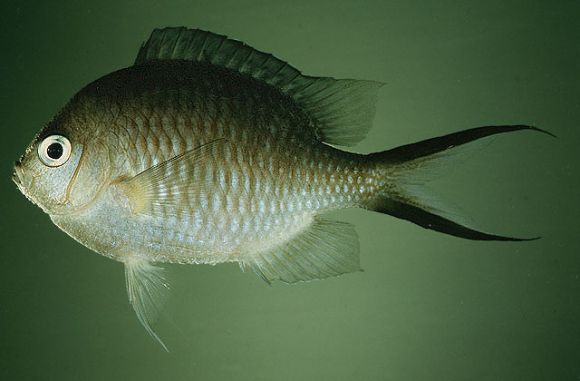 Chromis ternatensis (Bleeker, 1856)