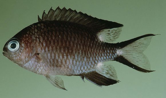 Chromis trialpha Allen and Randall, 1980