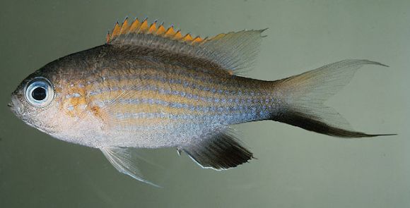 Chromis vanderbilti (Fowler, 1941)