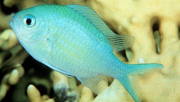 Chromis viridis (Cuvier, 1830)