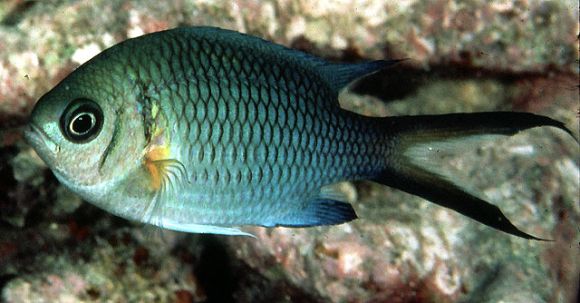 Chromis xanthochira (Bleeker, 1851)