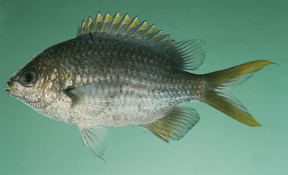 Chromis xanthopterygia Randall and McCarthy, 1988