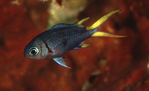 Chromis xanthura (Bleeker, 1854)