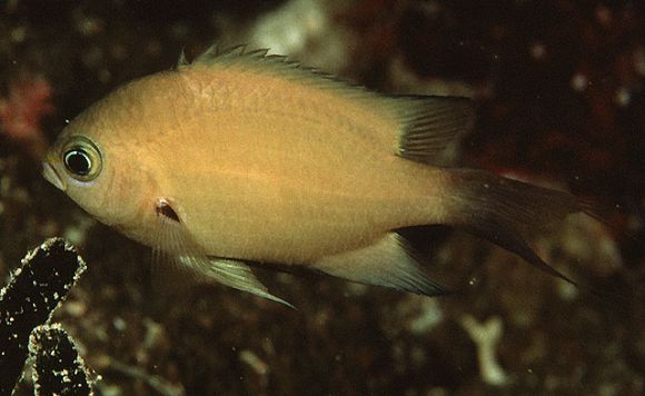 Chromis xutha Randall, 1988