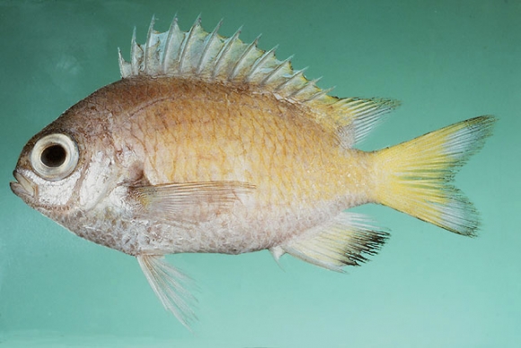 Chromis abyssicola Allen and Randall, 1985