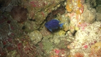 Chromis abyssus Pyle, Earle & Greene, 2007 Chromis abyssus Pyle, Earle & Greene, 2007