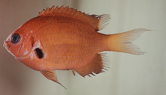 Chromis agilis Smith, 1960