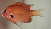 Chromis agilis Smith, 1960 Chromis agilis Smith, 1960