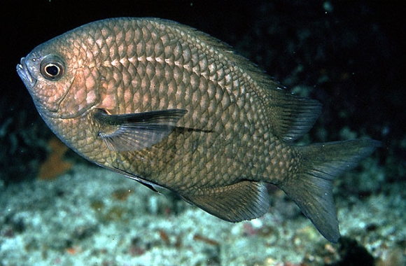 Chromis albomaculata Kamohara, 1960