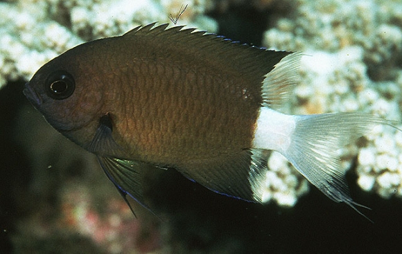 Chromis alleni Randall, Ida and Moyer, 1981