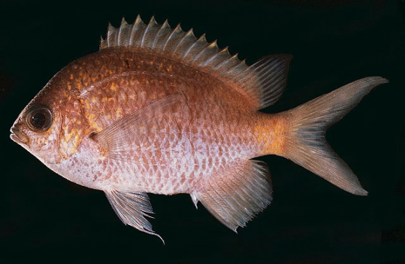 Chromis alpha Randall, 1988