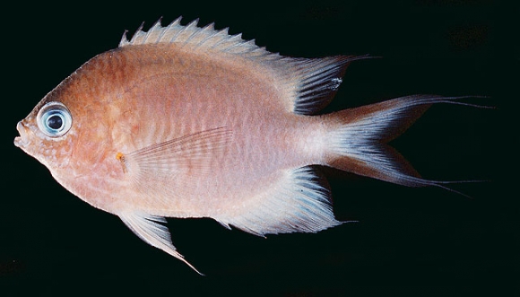 Chromis amboinensis (Bleeker, 1871)