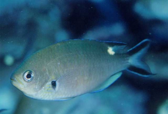 Chromis atrilobata Gill, 1862