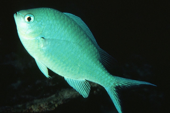 Chromis atripectoralis Welander and Schultz, 1951