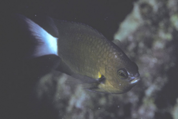 Chromis bami Randall and McCosker, 1992