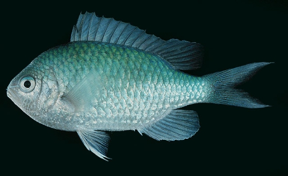 Chromis caerulea (Cuvier, 1830)