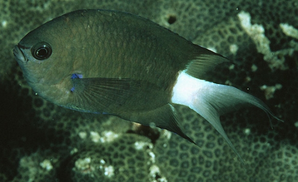 Chromis caudalis Randall, 1988