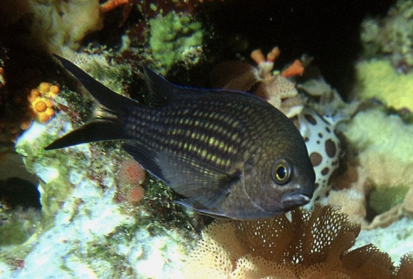 Chromis chromis (Linnaeus, 1758)