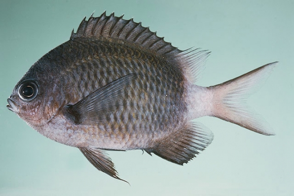 Chromis chrysura (Bliss, 1883)