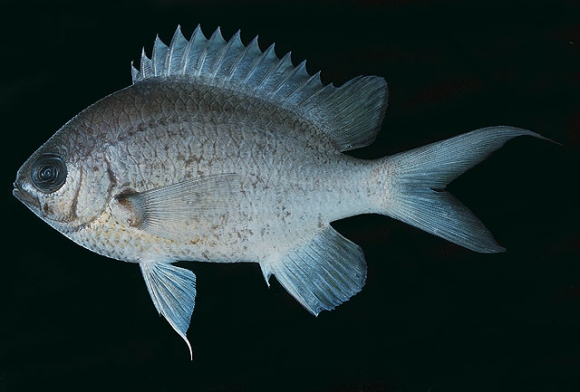 Chromis cinerascens (Cuvier, 1830)