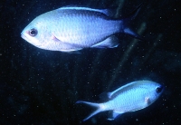 Chromis cyanea (Poey, 1860) Chromis cyanea (Poey, 1860)