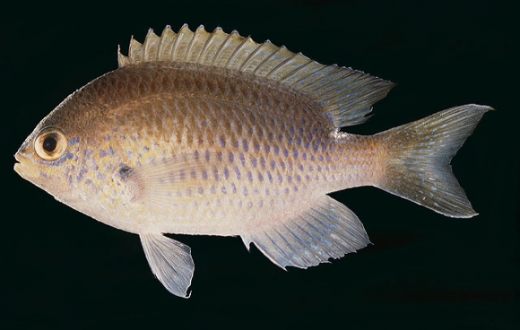 Chromis dasygenys (Fowler, 1935)