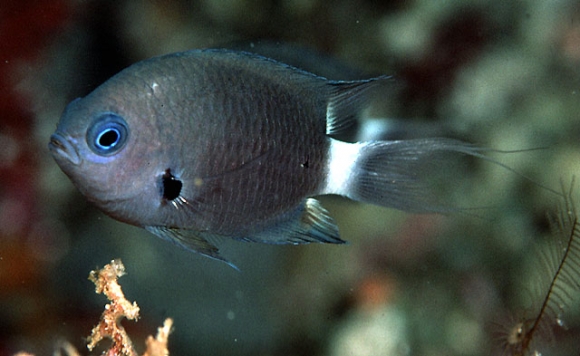 Chromis delta Randall, 1988