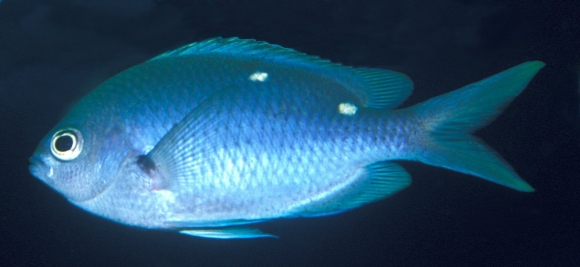 Chromis dispilus Griffin, 1923