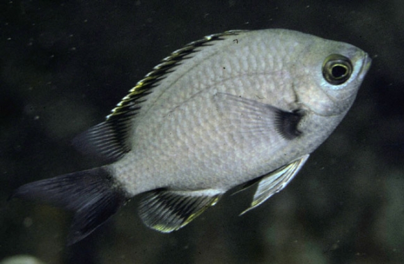 Chromis flavapicis Randall, 2001