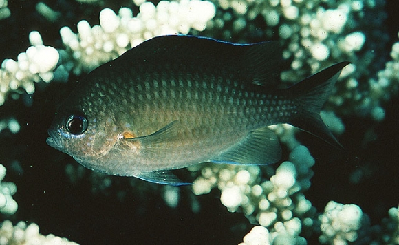 Chromis flavaxilla Randall, 1994