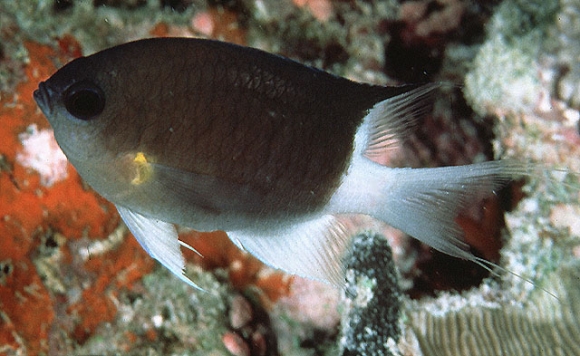 Chromis flavipectoralis Randall, 1988