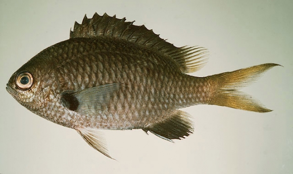 Chromis flavomaculata Kamohara, 1960