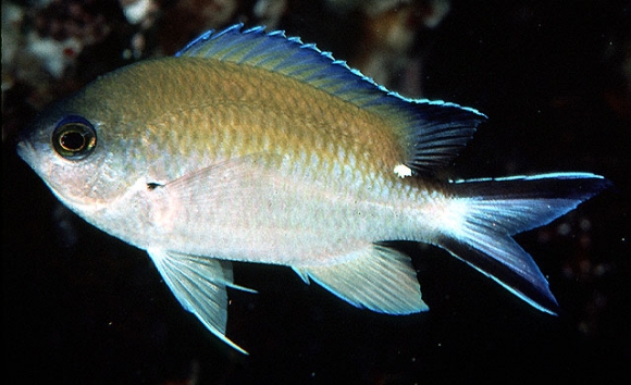 Chromis fumea (Tanaka, 1917)